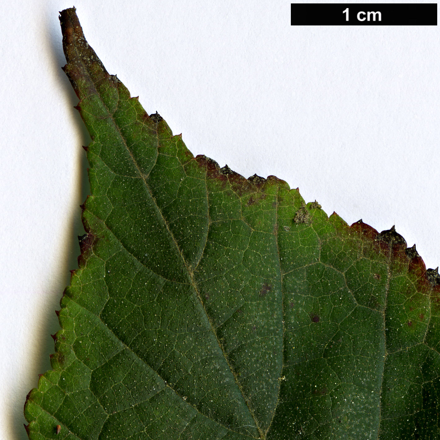 High resolution image: Family: Rosaceae - Genus: Rubus - Taxon: lambertianus - SpeciesSub: var. paykouangensis